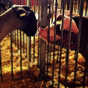 Meet your Posher, Katie